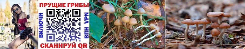 Галлюциногенные грибы Cubensis  Купить  Дальнегорск 